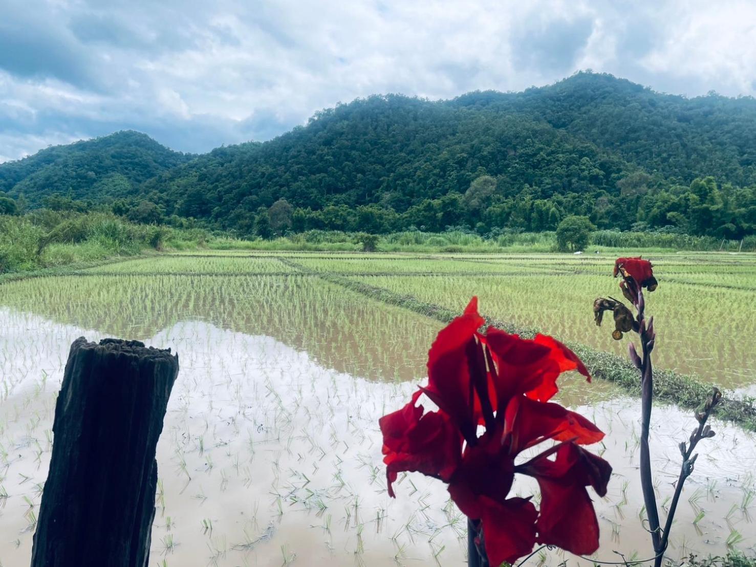 บ้านสวนวิวทุ่ง Ban Mae Sap Nua ภายนอก รูปภาพ